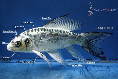 Koi Fish Anatomy