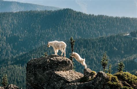 Mountain Goat Adaptations Habitat And Behavior Britannica