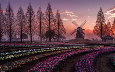 48 Dutch Windmill Wallpapers On Wallpaperplay