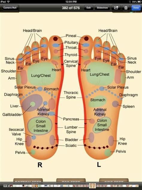 100 Online Free E Course With David Avocado Wolfe Reflexology Foot