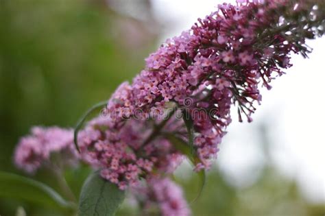 Inflorescence Of A Butterfly Bush Buddleja Davidii Stock Photo