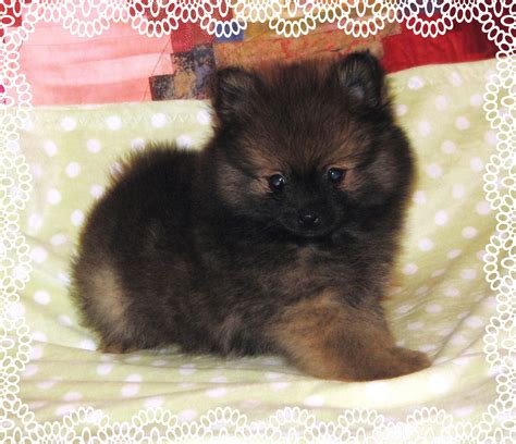 See more of puppies for adoption in utah on facebook. Quality teacup and toy pomeranian puppies FOR SALE ...