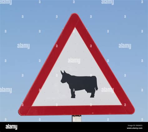 European Road Sign Warning Cattle Stock Photo Alamy
