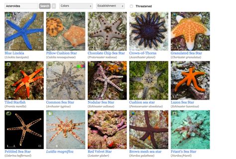 The Echinoblog Starfish Guide For The Philippines How Many Species
