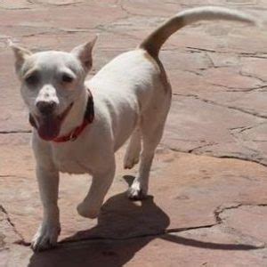 Some people may have a bit of a rough time handling this dog. List of Popular Bull Terrier Mixes with Pictures
