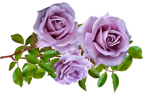 Download Flowers Mauve Roses Royalty Free Stock Illustration Image