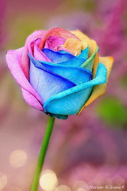 Rainbow Roses Garden