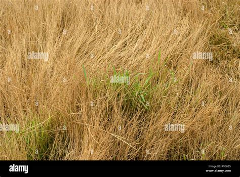 Green Grass Between Dry Grass Stock Photo Alamy