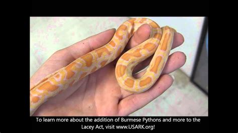 Baby Albino Burmese Pythons California Sales Only Youtube