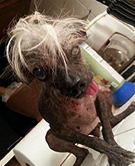 Meet The Worlds Ugliest Dog Photos Image 21 Abc News