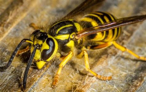 Yellow Jacket Prevention Tips For Peoria Homeowners Quik Kill