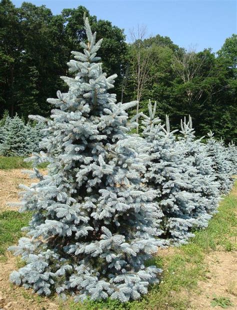 Hoopsii Blue Spruce Plants Encyclopedia Blue Spruce Landscaping