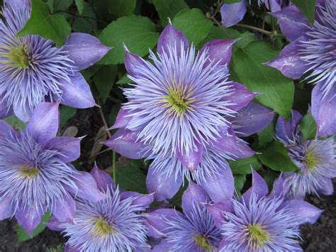 Crystal Fountain Clematis From Clematis Flowers