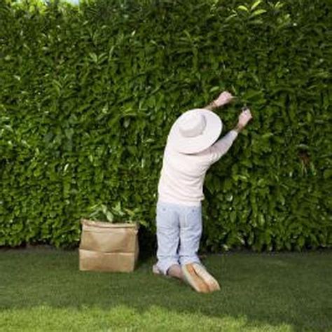 The Best Type Of Evergreen Privacy Hedge Hunker Hedges Natural