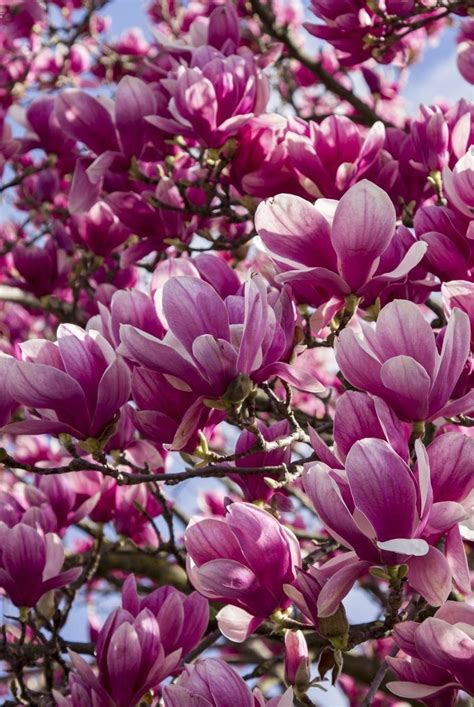 11 Types Magnolia Flowers Every Southerner Should Know Magnolia