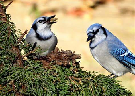 Pair Of Blue Jays The Blue Jay On The Left Was Juggling Flickr