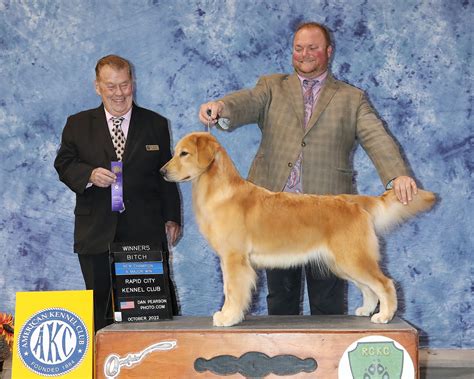 Sylvie Teddy Bear Golden Retrievers