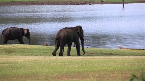 Elephant During Mating Season Heylos Youtube