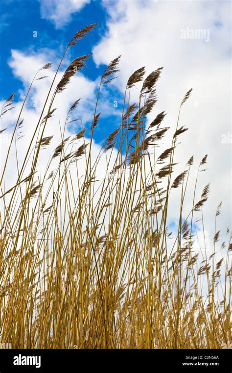 Norfolk Reed Against The Sky Stock Photo Alamy