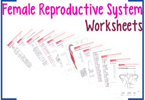 Ks3 Reproduction The Female Reproductive System By Labsalom