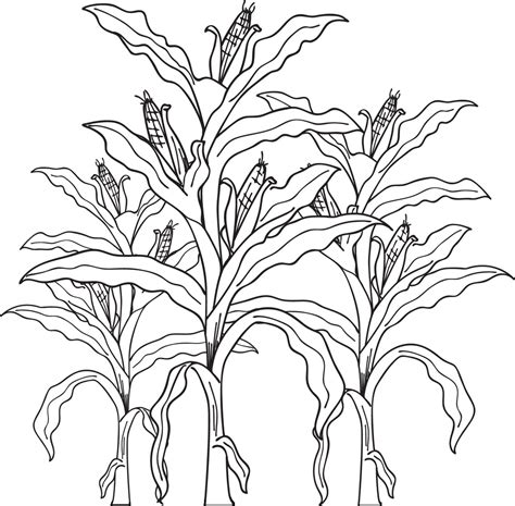 How To Draw Corn Stalk Showerreply3