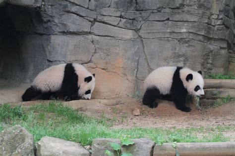 Weighing Zoo Atlantas Pandas