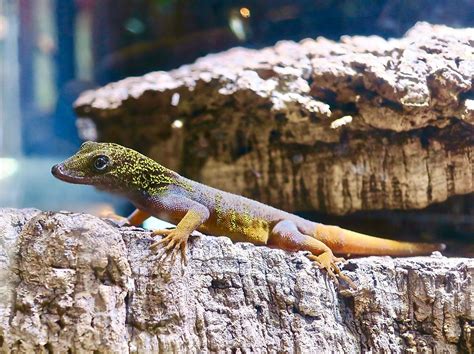 10 Rarest Lizard Species In The World Worldatlas