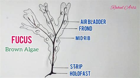 How To Draw A Algae Vannuystrainstation