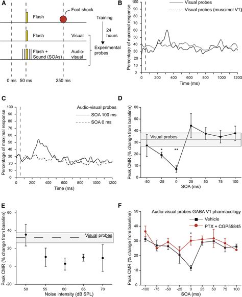 Sound Driven Synaptic Inhibition In Primary Visual Cortex Neuron