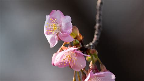 Download Wallpaper 3840x2160 Sakura Flowers Branch Macro Pink 4k