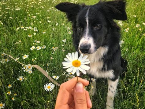 15 Pictures Only Border Collie Owners Will Think Are Funny The Dogman