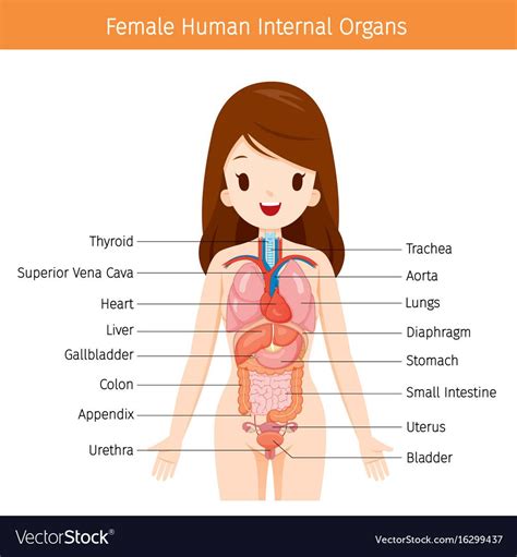 3d anatomy model human female organs is a 3d model of the anatomy of a human female body. Female human anatomy internal organs diagram vector image ...