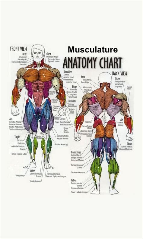Framed Print Musculature Anatomy Chart Of The Human Body Picture