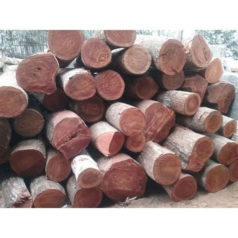 Mahogany Wood Mahogany Tree Latest Price Manufacturers And Suppliers