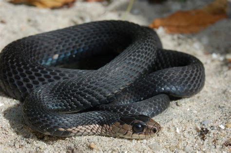 Endemic to north and central america, species in the genus thamnophis can be found from the subarctic plains of canada to costa rica. Thamnophis sirtalis sirtalis (normal & melanistic ...