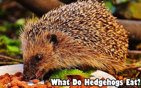 What can i feed hedgehogs? What Do Hedgehogs Eat? Hedgehogs Diet By Types | Biology ...