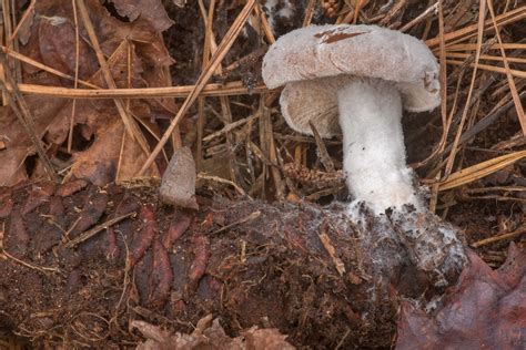 Slideshow 2609-07: Milkcap (Lactarius) mushroom growing on a large ...