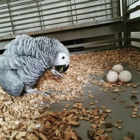 Fertile Parrot Eggs Archives Global Exotic Parrots Farm