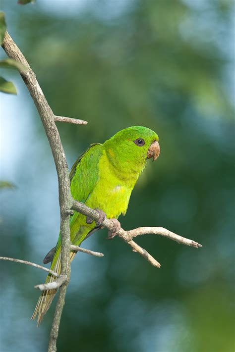 Green Parakeet Aratinga Holochlora