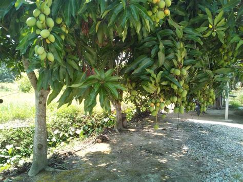 Mangga atau mangifera indica merupakan buah yang banyak disukai semua orang. Cara Elak Buah Mangga Yang Ditanam Berulat & Busuk Akibat ...