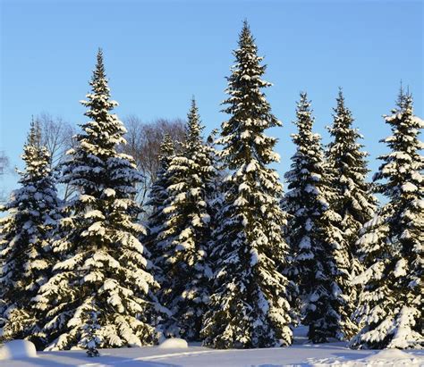 Snow Covered Fir Trees Stock Photo Image Of Land Scene 138304608