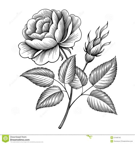 Vintage Rose Flower Engraving Calligraphic Vector Stock