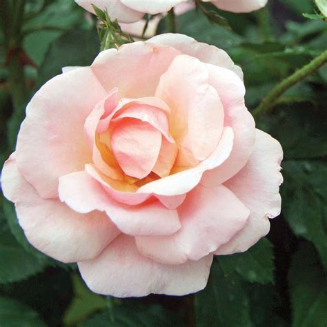 Check spelling or type a new query. Rose Peachy Knock Out® | Hybrid tea roses, White flower ...