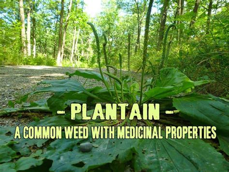 Plantain A Common Weed With Incredible Medicinal Properties Prepper
