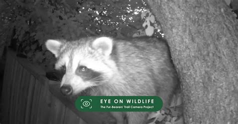 Eye On Wildlife Uncertain Raccoon And Trail Cam Positioning