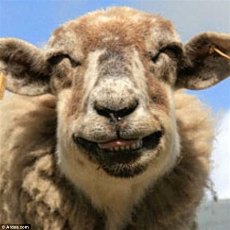 We know that you're aware of the animal kingdom being full of super cute, photogenic specimens. Life on mirth! Who said animals don't have a sense of ...
