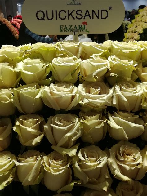 You could get flowers, like bouquets and full wedding arrangements, to make your day memorable while saving. Where to Buy Bulk Flowers Online for Your Wedding - #Roses ...