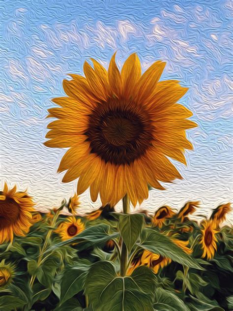 Expressive Sunflowers Bloom On Vibrant Open Impressionist Canvases