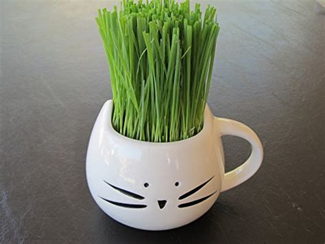 This is the type of catnip that is most often used to fill those aromatic toys that cats go crazy for. Organic Cat Grass Growing kit with Organic Seed Mix ...