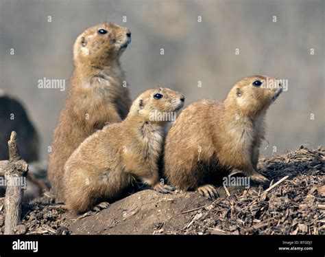 Prairie Dogs Stock Photos And Prairie Dogs Stock Images Alamy
